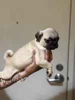 Chanel, a female Pug for sale in Alameda, CA – Photo 2 of 2