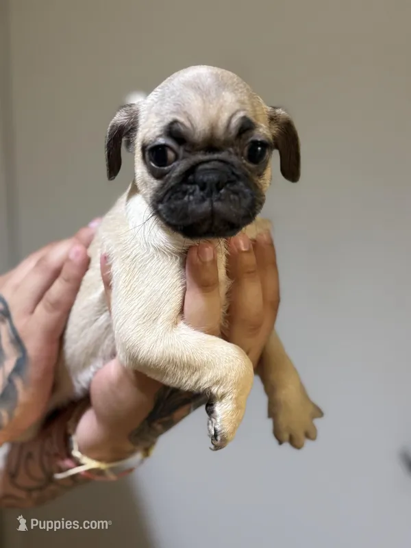 Chanel – Pug puppy for sale in Alameda, CA