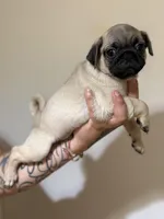 Slinkie, a male Pug for sale in Alameda, CA – Photo 2 of 2