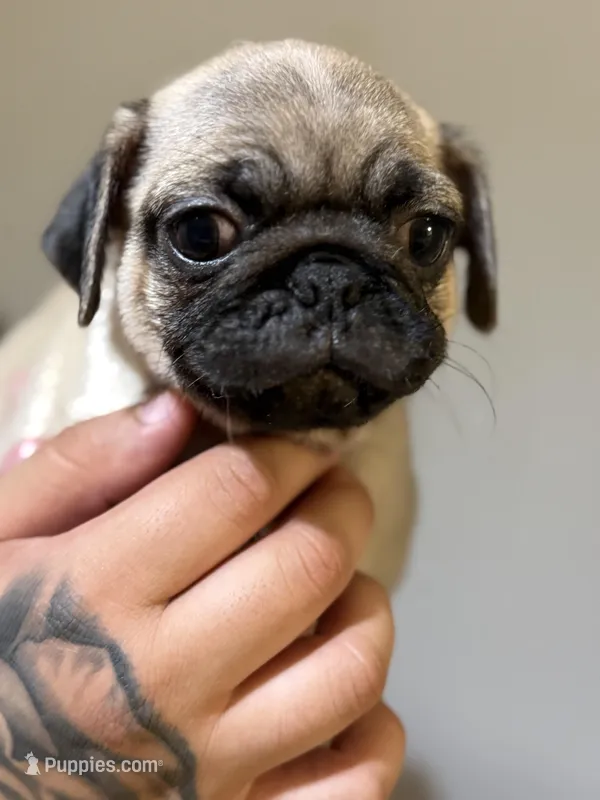 Slinkie – Pug puppy for sale in Alameda, CA