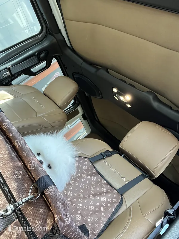Enzo – Pomeranian puppy for sale in Stamford, CT
