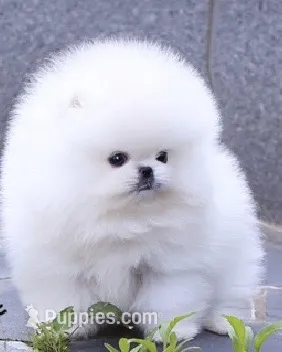 Chika  – Pomeranian puppy for sale in Stamford, CT