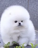 Chika , a female Pomeranian for sale in Stamford, CT – 1 of 3
