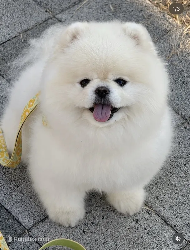 Toby – Pomeranian puppy for sale in Stamford, CT