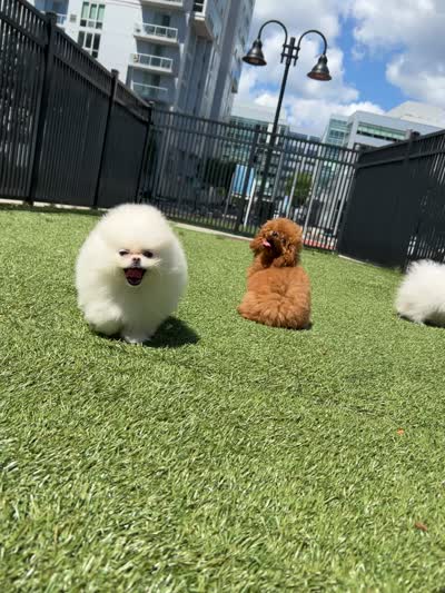 Chika , a female Pomeranian for sale in Stamford, CT – 2 of 3