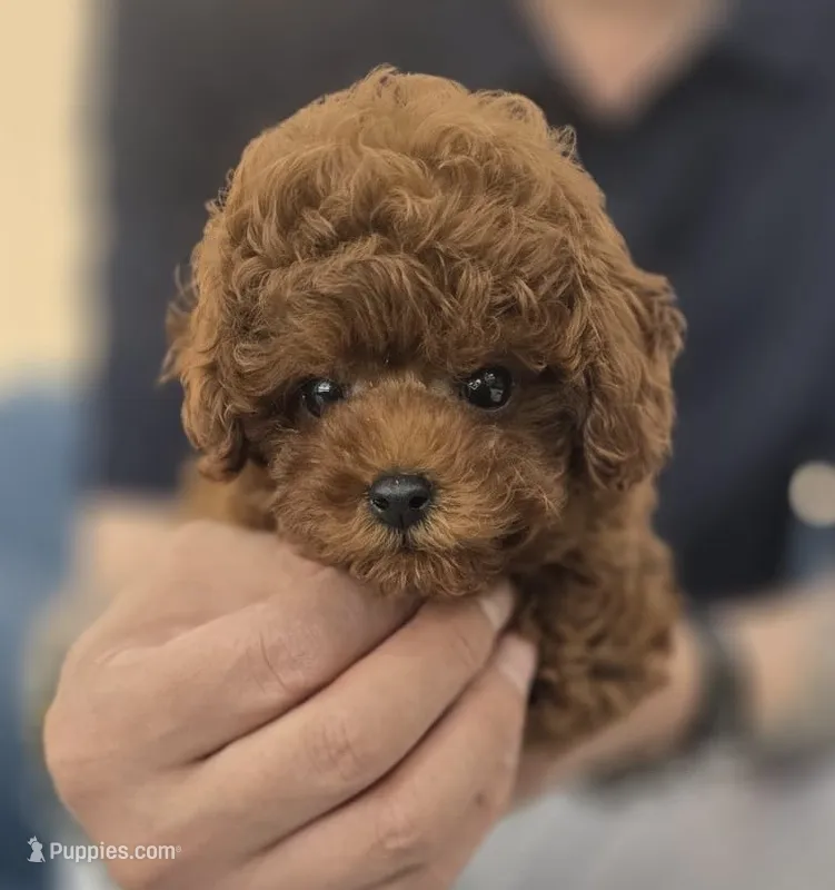 Pico – Poodle - Toy  puppy for sale in Stamford, CT