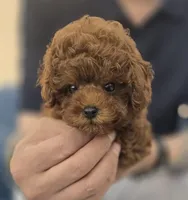 Pico, a male Poodle - Toy  for sale in Stamford, CT – 1 of 2
