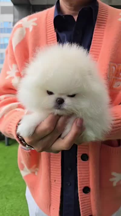 Enzo, a male Pomeranian for sale in Stamford, CT – 2 of 3
