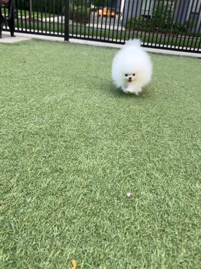 Enzo, a male Pomeranian for sale in Stamford, CT – 3 of 3