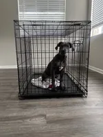 Bella , a female American Pit Bull Terrier and Cane Corso for sale in Durham, NC – 6 of 7