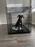 Bella , a female American Pit Bull Terrier and Cane Corso for sale in Durham, NC – 7 of 7