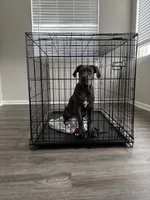 Bella , a female American Pit Bull Terrier and Cane Corso for sale in Durham, NC – 4 of 7