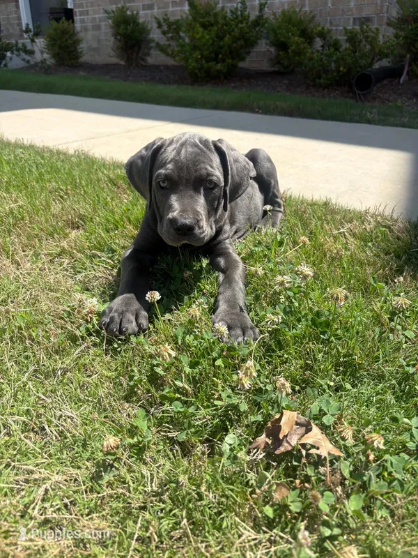 Bella  – American Pit Bull Terrier, Cane Corso puppy for sale in Durham, NC
