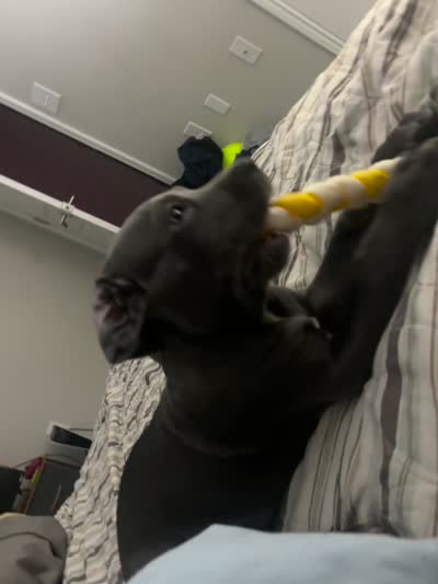 Bella , a female American Pit Bull Terrier and Cane Corso for sale in Durham, NC – 5 of 7