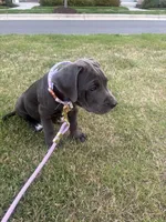 Bella , a female American Pit Bull Terrier and Cane Corso for sale in Durham, NC – 2 of 7