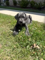 Bella , a female American Pit Bull Terrier and Cane Corso for sale in Durham, NC – 3 of 7