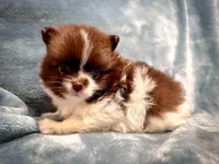 Cocoa, a male Pomeranian for sale in Davenport, FL – Photo 2 of 3