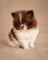 Cocoa, a male Pomeranian for sale in Davenport, FL – Photo 2 of 3