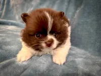 Cocoa, a male Pomeranian for sale in Davenport, FL – Photo 3 of 3