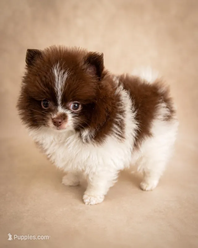 Cocoa – Pomeranian puppy for sale in Davenport, FL