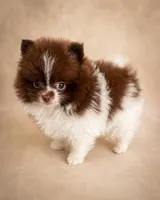 Cocoa, a male Pomeranian for sale in Davenport, FL – Photo 1 of 3