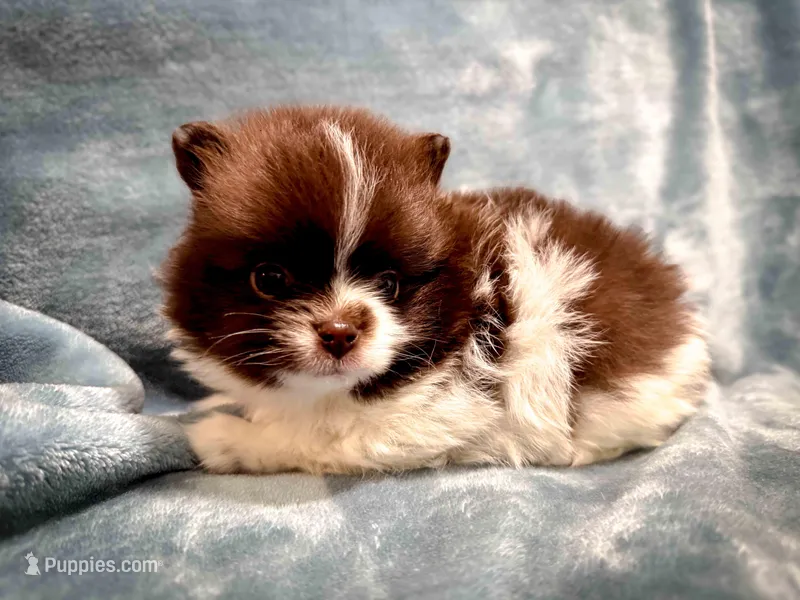 Cocoa – Pomeranian puppy for sale in Davenport, FL