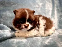 Cocoa, a male Pomeranian for sale in Davenport, FL – Photo 1 of 3