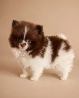 Cocoa, a male Pomeranian for sale in Davenport, FL – Photo 3 of 3