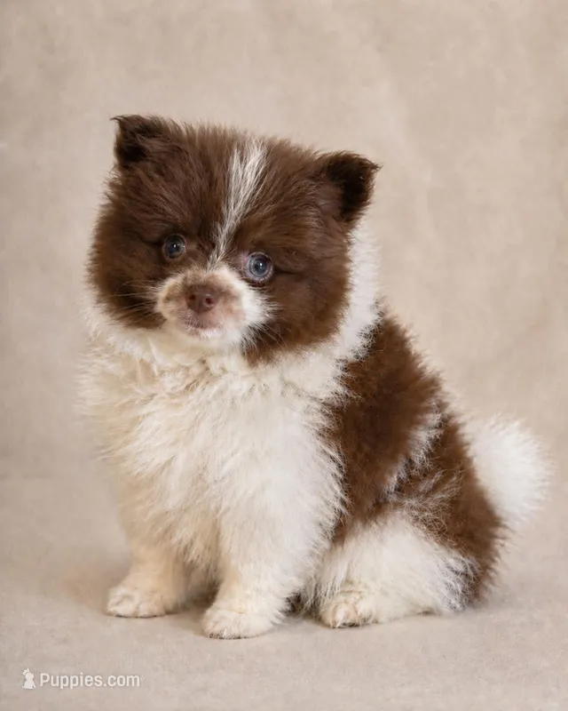 Latte – Pomeranian puppy for sale in Davenport, FL