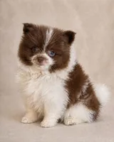 Latte, a male Pomeranian for sale in Davenport, FL – Photo 1 of 3