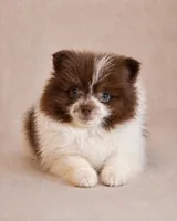 Latte, a male Pomeranian for sale in Davenport, FL – Photo 2 of 3