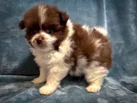 Latte, a male Pomeranian for sale in Davenport, FL – Photo 3 of 5