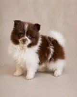 Latte, a male Pomeranian for sale in Davenport, FL – Photo 3 of 3