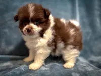 Latte, a male Pomeranian for sale in Davenport, FL – Photo 5 of 5