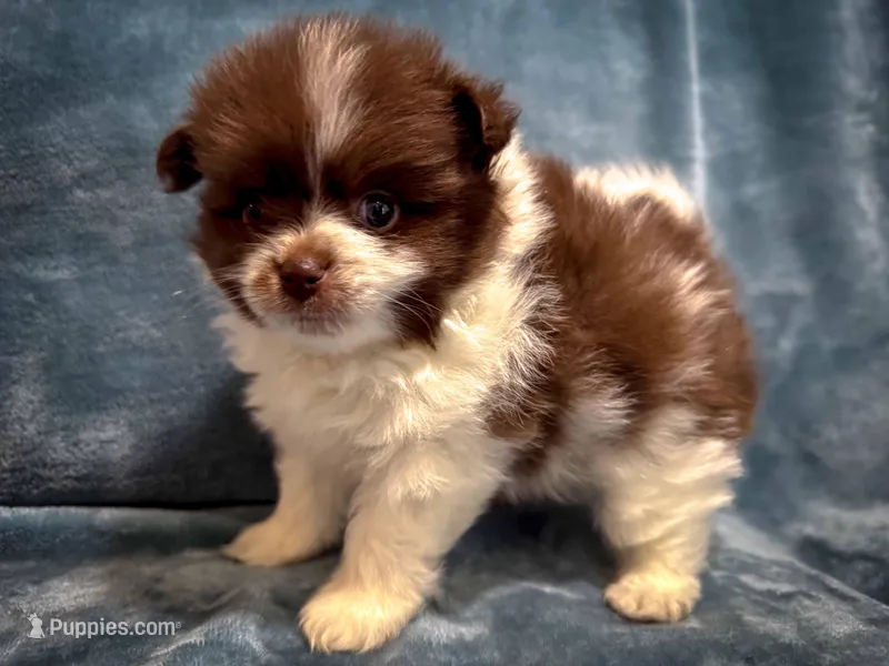 Latte – Pomeranian puppy for sale in Davenport, FL