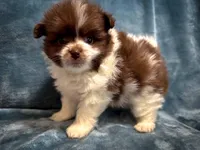 Latte, a male Pomeranian for sale in Davenport, FL – Photo 2 of 5