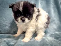 Cowboy, a male Pomeranian for sale in Davenport, FL – Photo 2 of 3