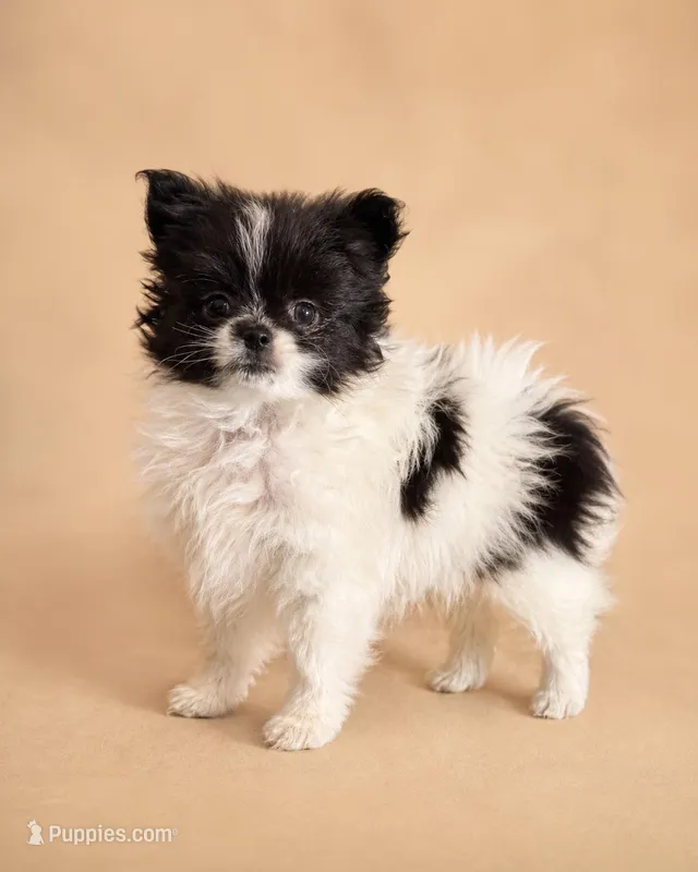 Cowboy – Pomeranian puppy for sale in Davenport, FL