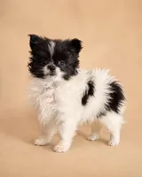 Cowboy, a male Pomeranian for sale in Davenport, FL – Photo 1 of 5