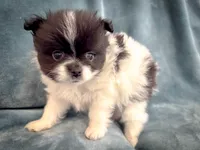 Cowboy, a male Pomeranian for sale in Davenport, FL – Photo 3 of 3