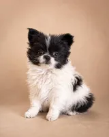 Cowboy, a male Pomeranian for sale in Davenport, FL – Photo 2 of 5