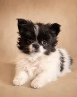 Cowboy, a male Pomeranian for sale in Davenport, FL – Photo 3 of 5