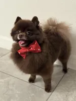 Cowboy, a male Pomeranian for sale in Davenport, FL – Photo 5 of 5