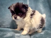 Cowboy, a male Pomeranian for sale in Davenport, FL – Photo 1 of 3