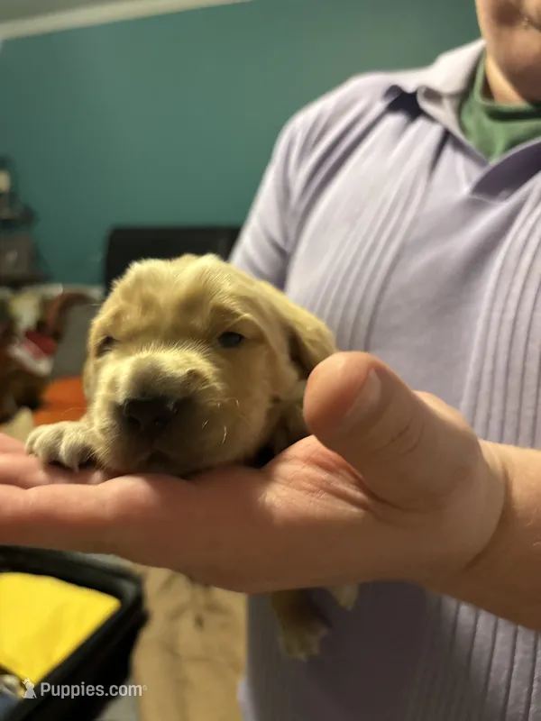 Pawvarotti  – Golden Retriever puppy for sale in Frankfort, IN