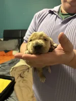Potato, a male Golden Retriever for sale in Frankfort, IN – 1 of 4