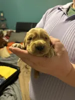 Pawvarotti , a male Golden Retriever for sale in Frankfort, IN – 2 of 4