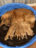 Pawvarotti , a male Golden Retriever for sale in Frankfort, IN – 4 of 4