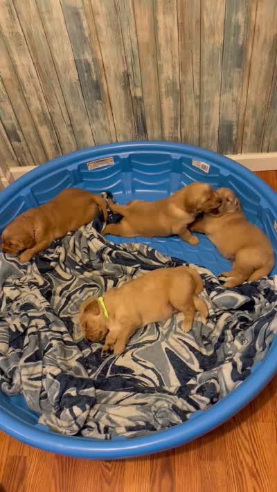Potato, a male Golden Retriever for sale in Frankfort, IN – 4 of 4