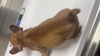 Rocky, a male French Bulldog for sale in Long Beach, CA – 3 of 4